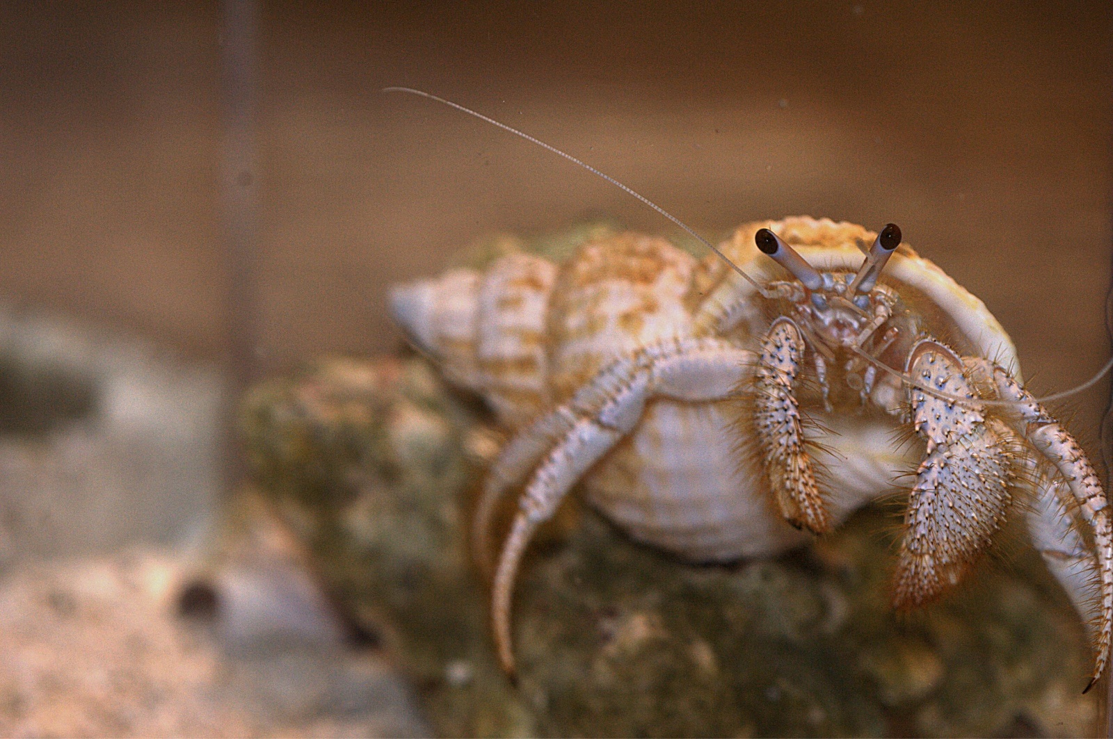 Hermit Crab 2